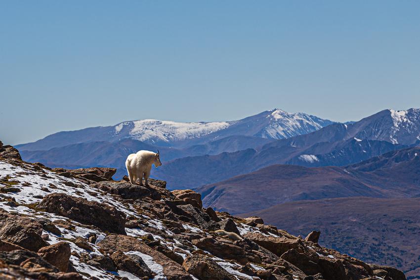 A lone mountain goat standing on a hill with mountains in the background